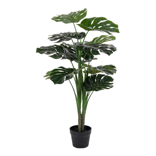 Monstera - Green