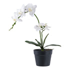 Orchidée - Vert / Blanc