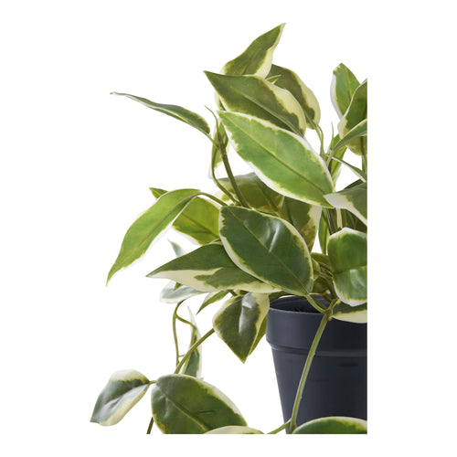 Hoya Carnosa - Green