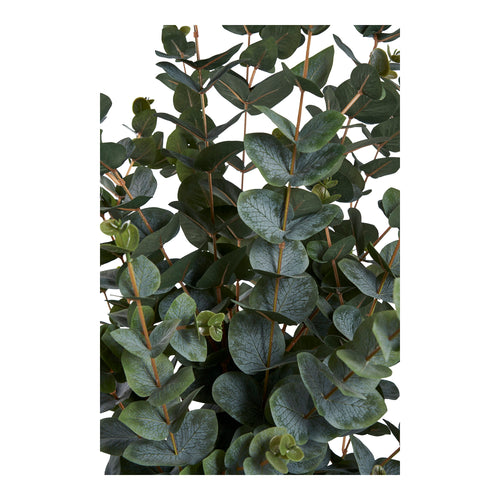 Eucalyptus Tree - Green