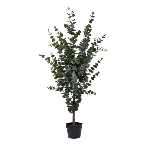 Eucalyptus Tree - Green