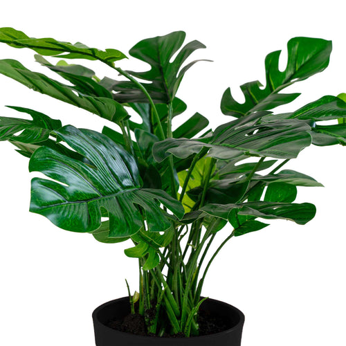 Monstera - Verde
