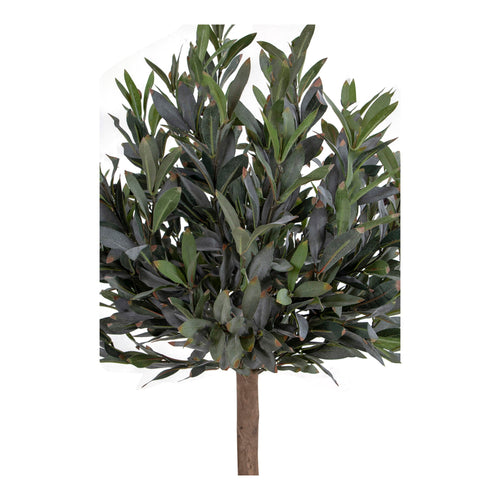 Olive - Green