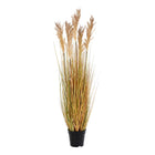 Hierba de sorgo - Natural