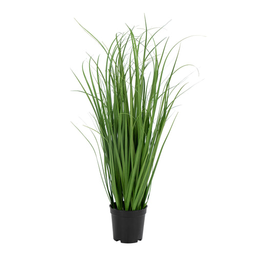 Poa Grass - Green