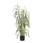 Planta De Hierba - Verde