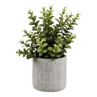 Suculenta - Gris / Verde