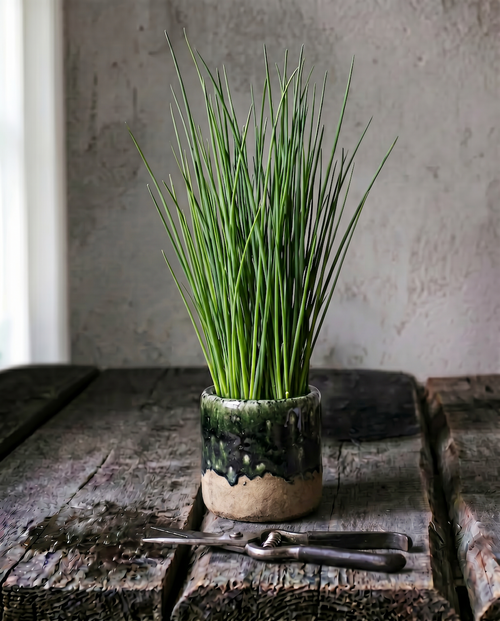 The Moss Planter - Concrete Green - S