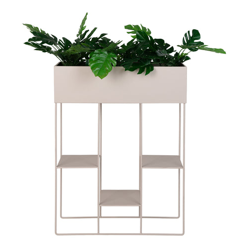 Plantas Rabo - Arena