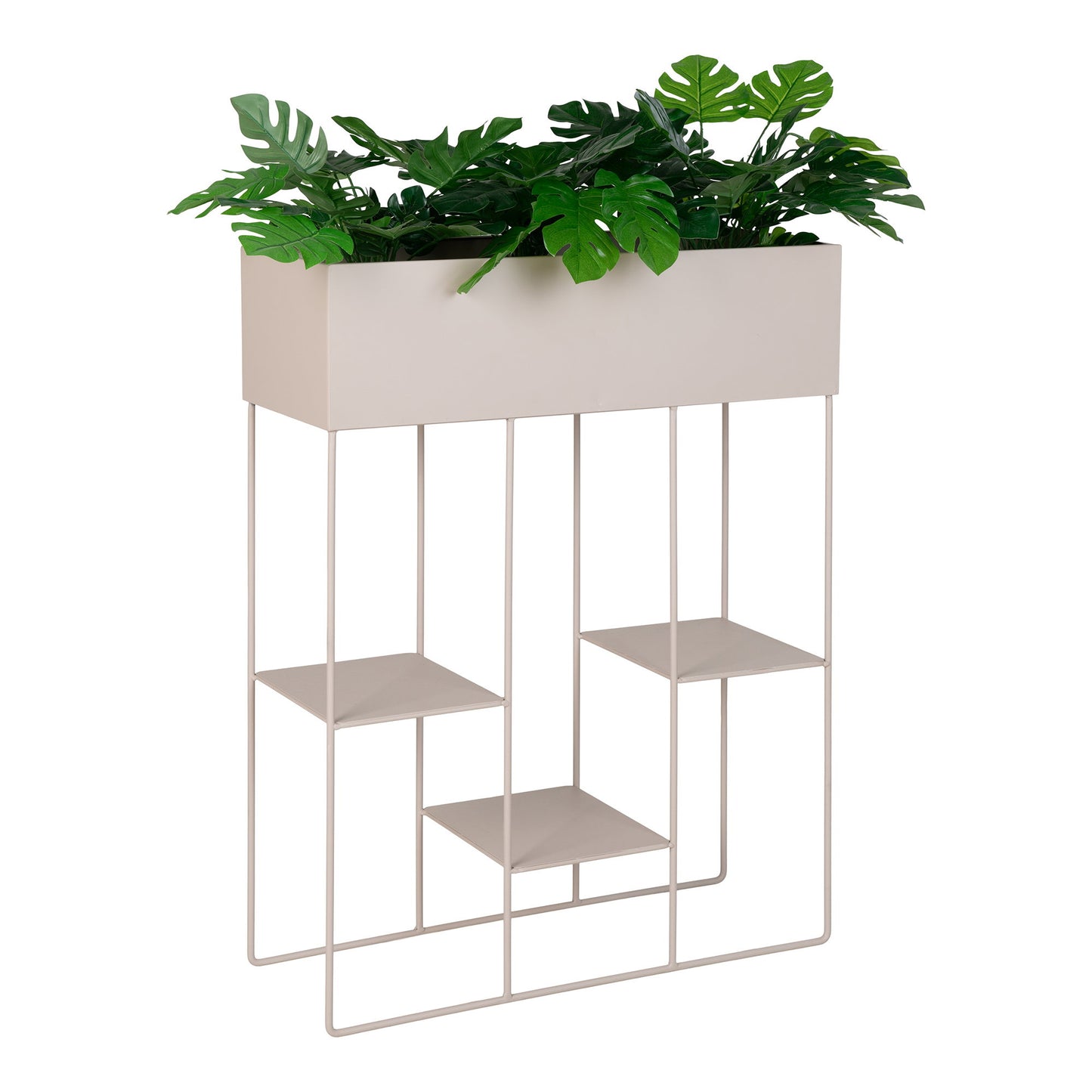 Plantas Rabo - Arena