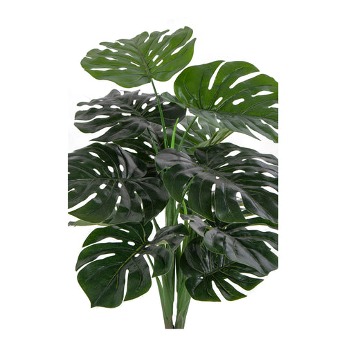 Monstera - Green