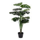 Monstera - Verde