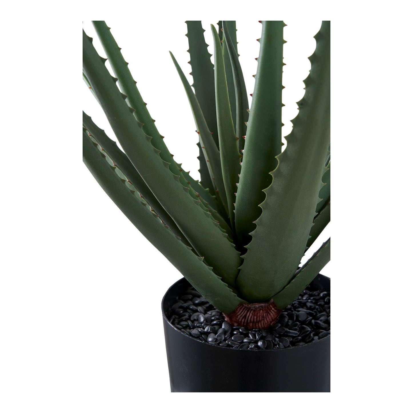 Áloe Vera - Verde
