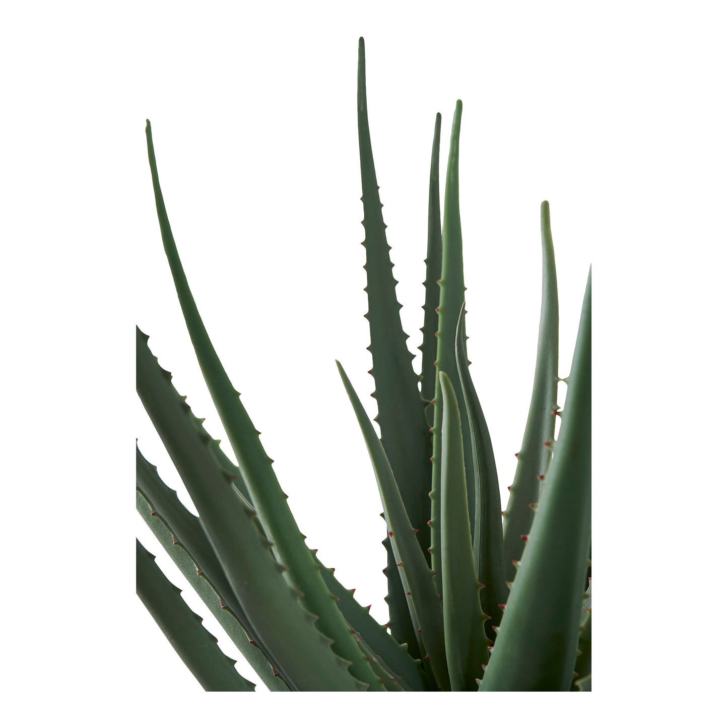 Áloe Vera - Verde