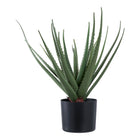 Aloe vera - Vert
