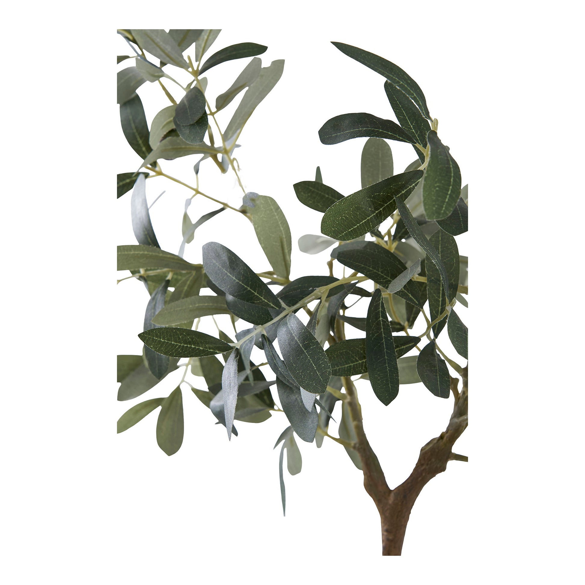 Olivo - Verde
