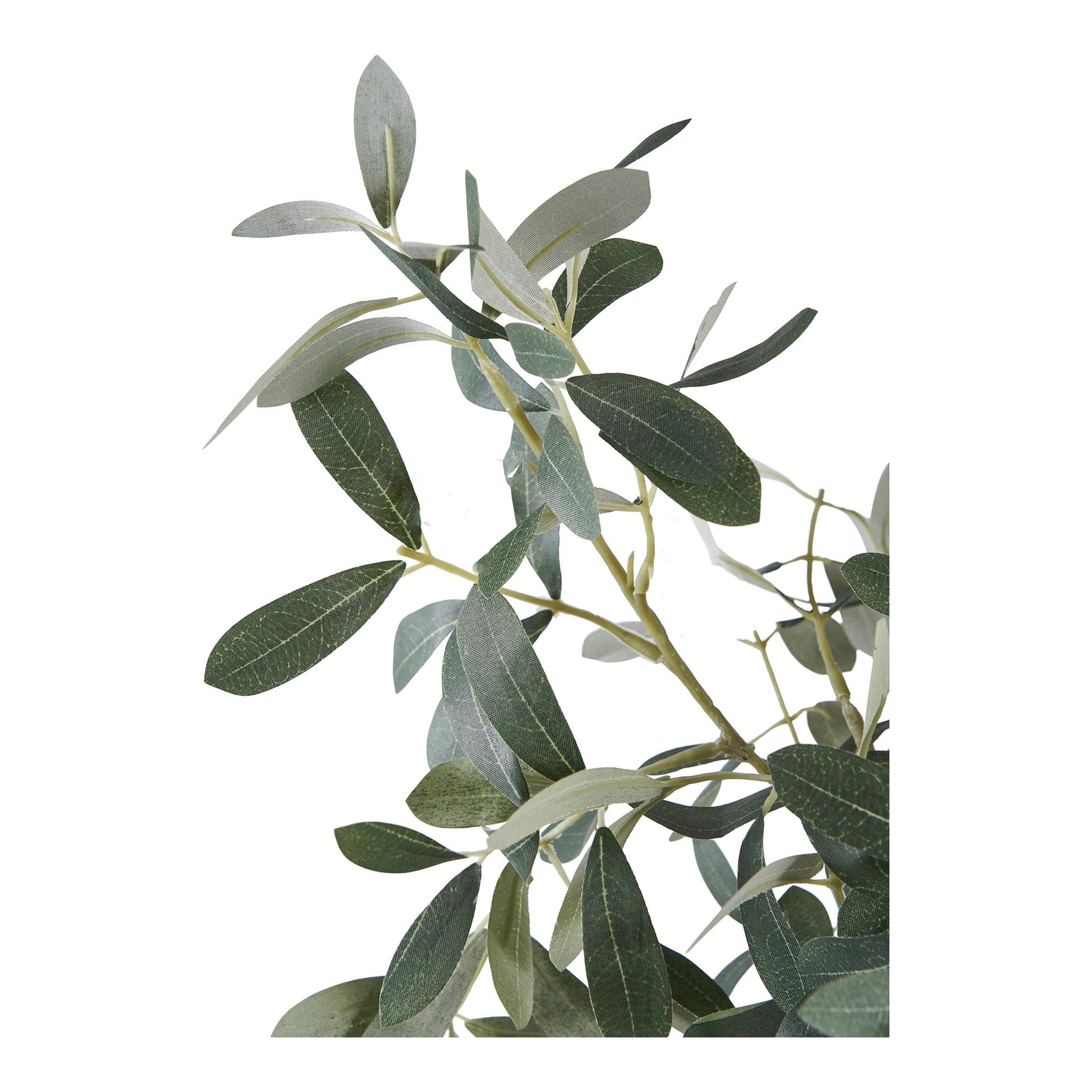 Olivo - Verde