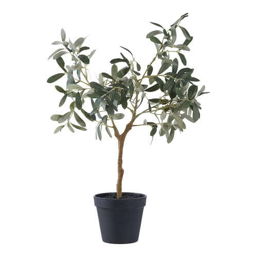 Olive - Green