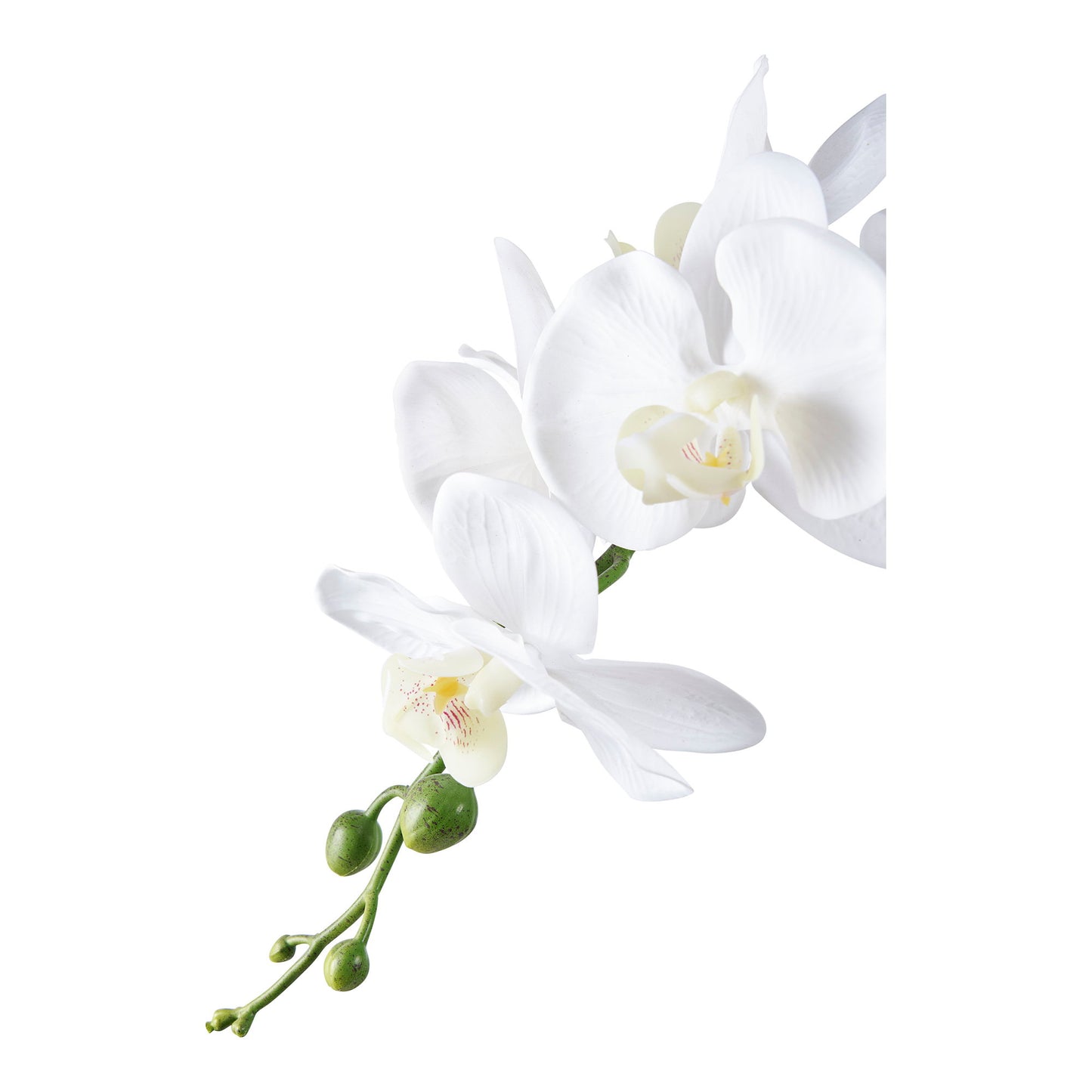Orquídea - Verde / Blanco