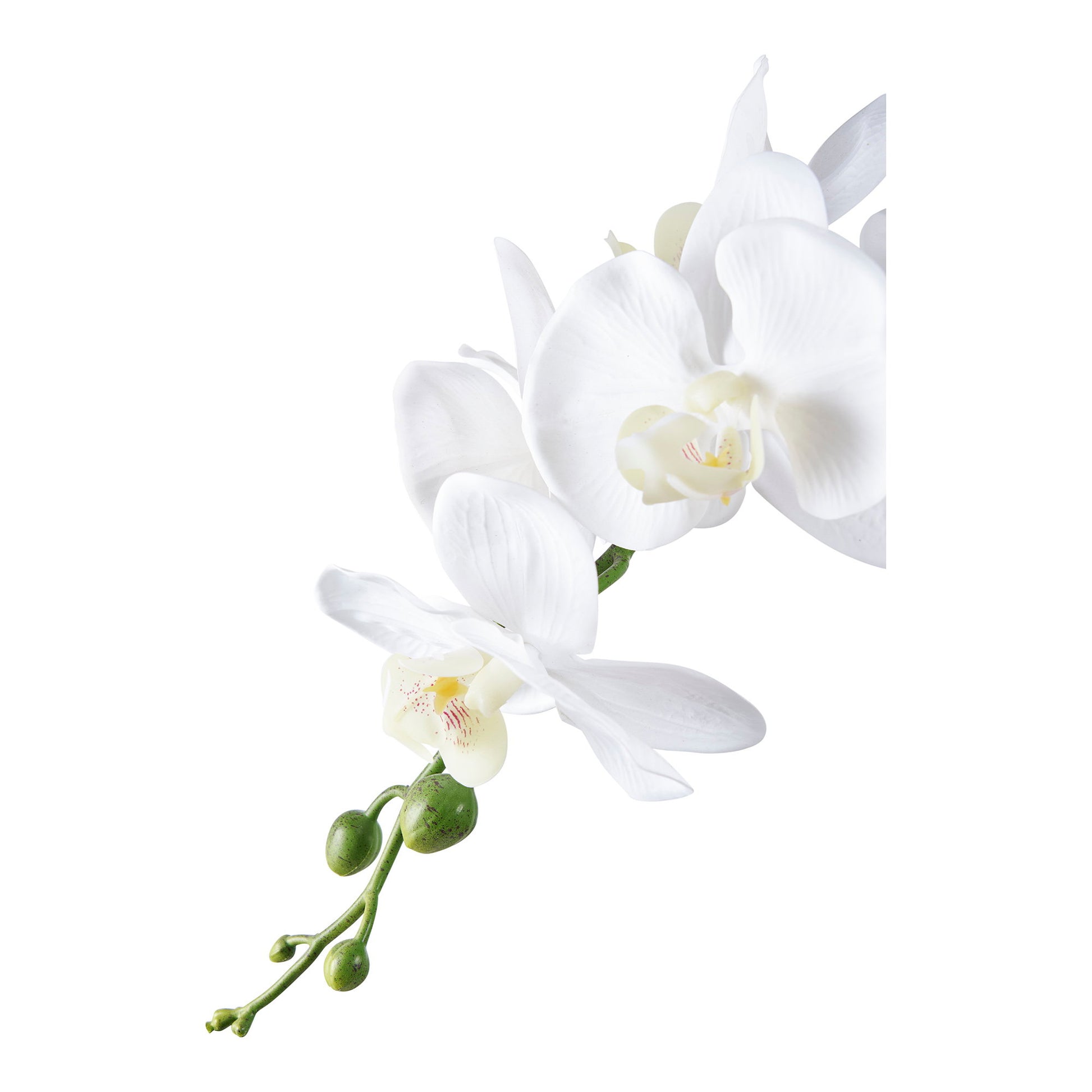 Orquídea - Verde / Blanco