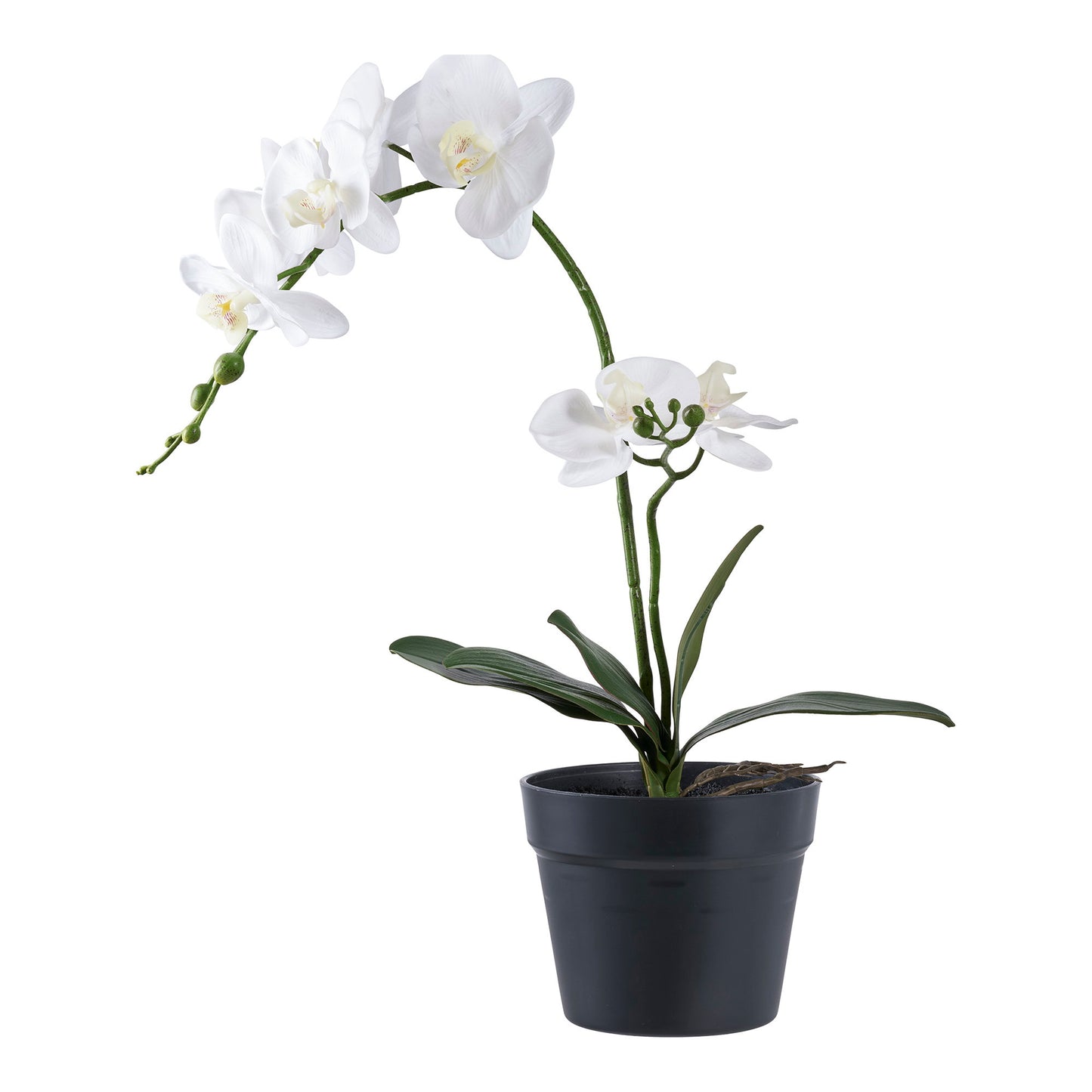 Orquídea - Verde / Blanco