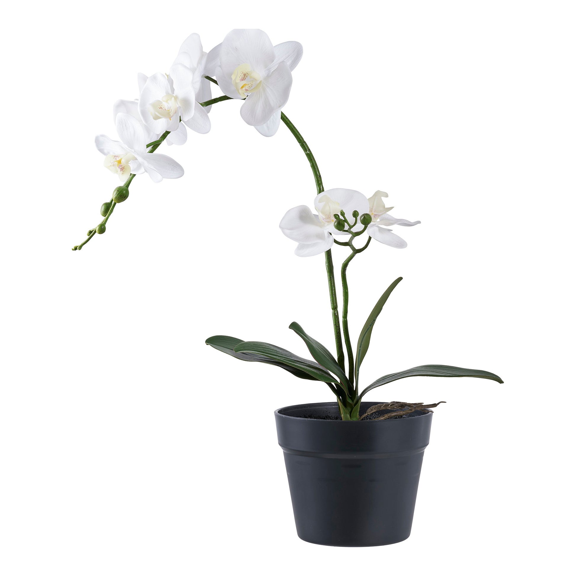 Orquídea - Verde / Blanco