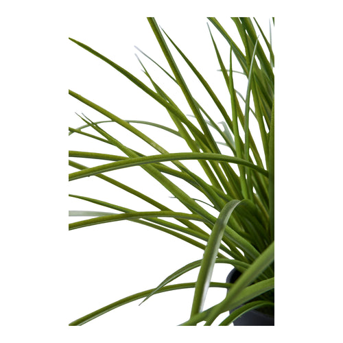 Herb - Green