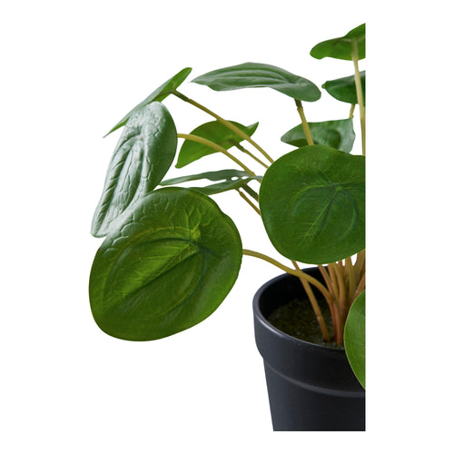 Pelia - Green