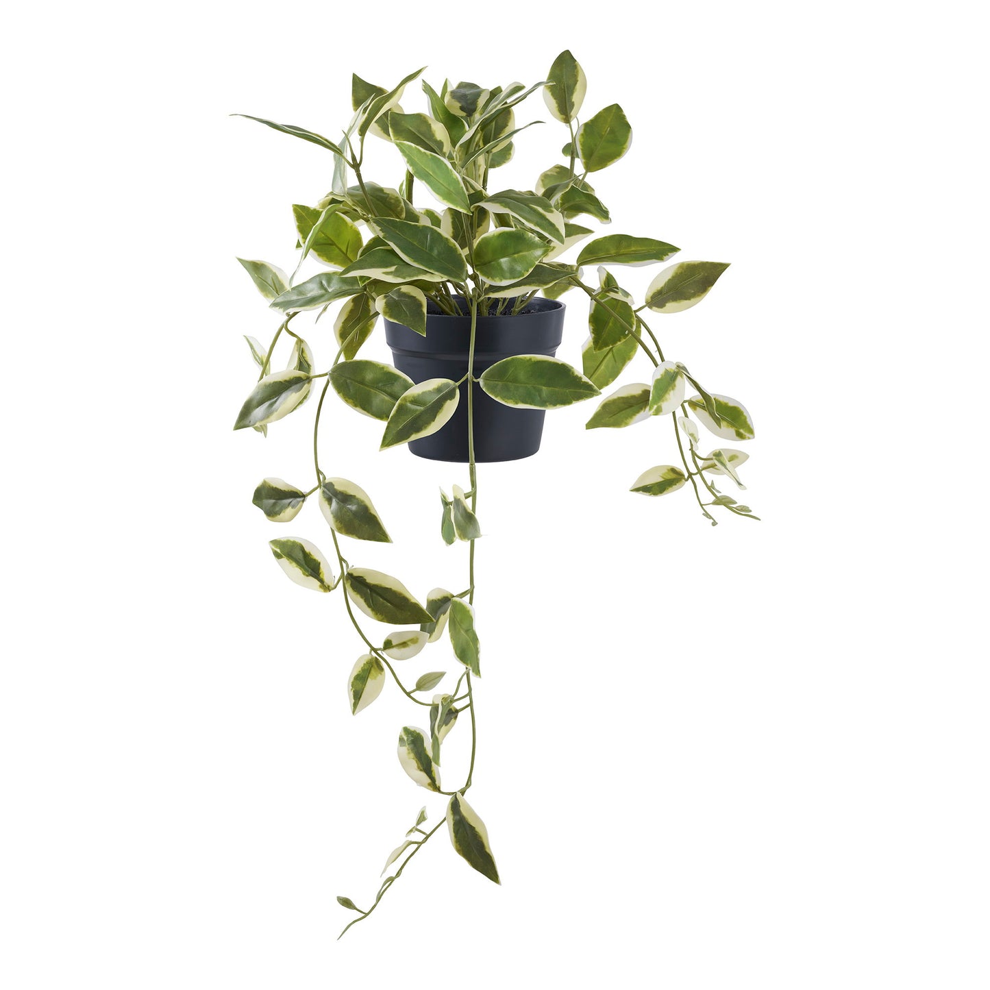 Hoya Carnosa - Green