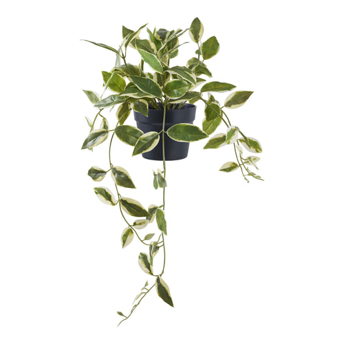 Hoya Carnosa - Green