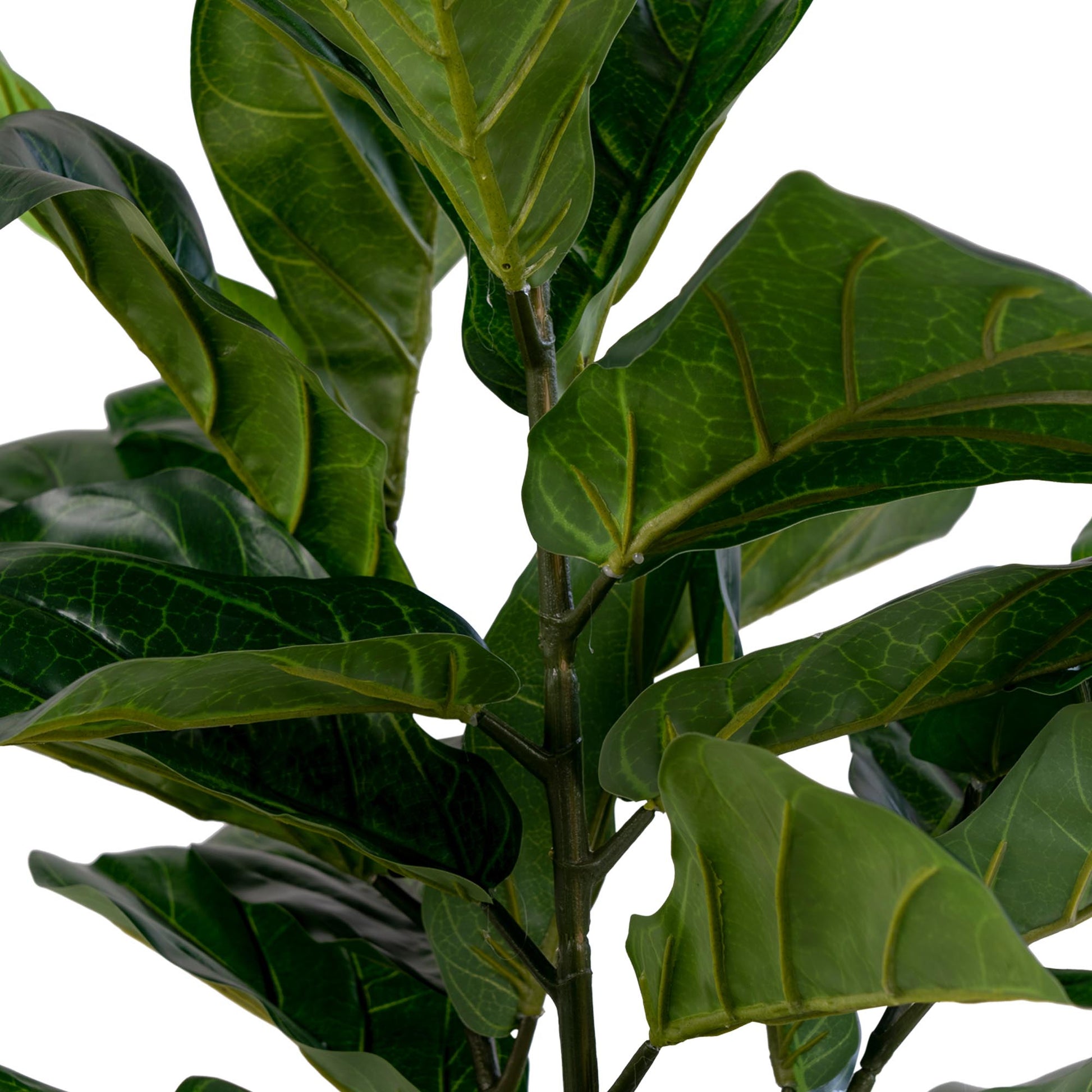 Árbol de hoja de violín - Verde