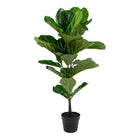 Árbol de hoja de violín - Verde