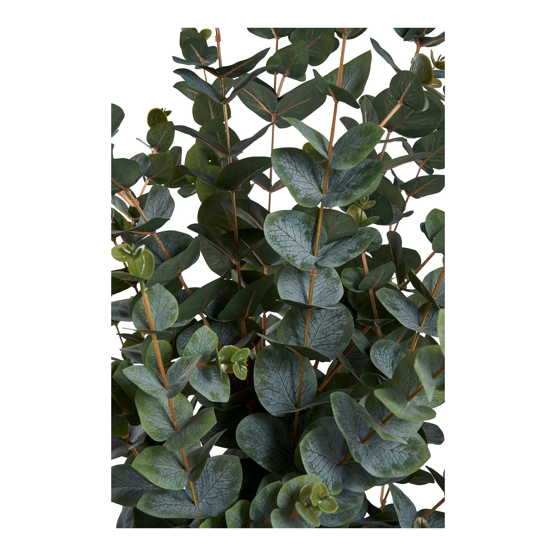 Árbol de eucalipto - Verde