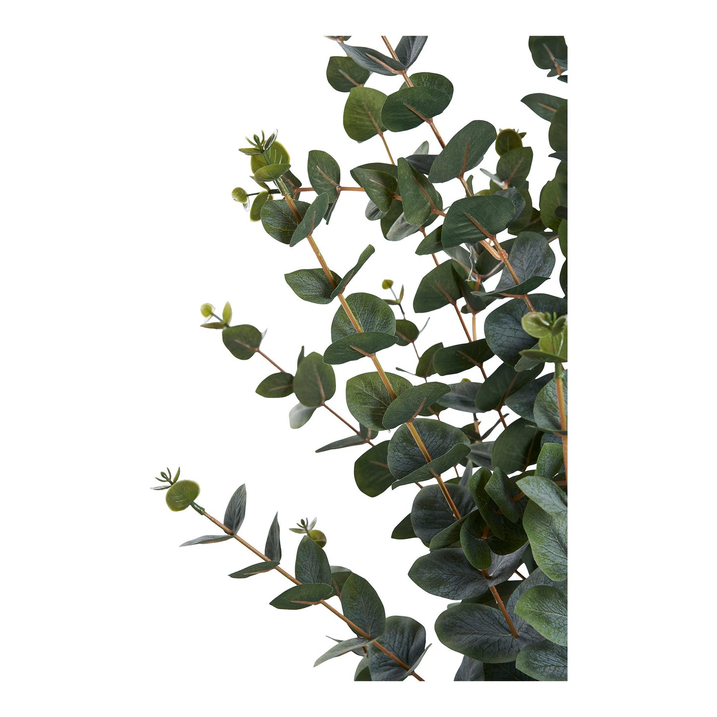 Árbol de eucalipto - Verde