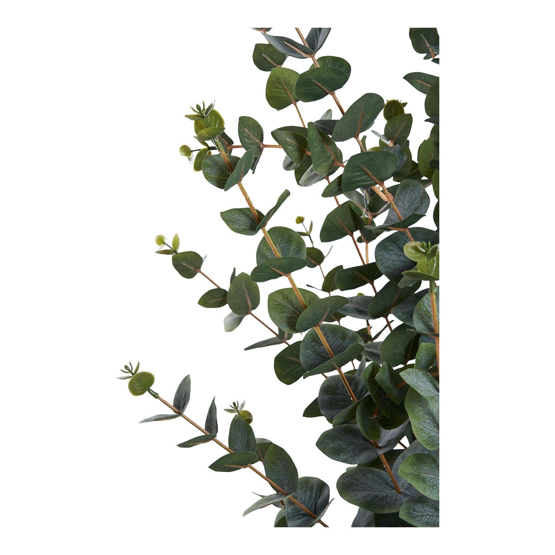 Árbol de eucalipto - Verde