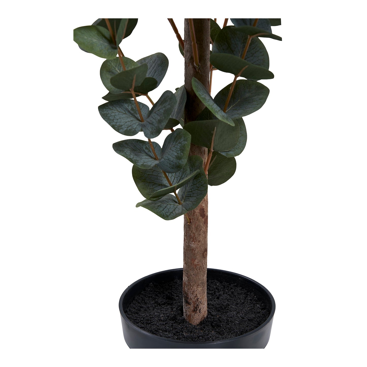 Árbol de eucalipto - Verde