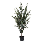 Árbol de eucalipto - Verde