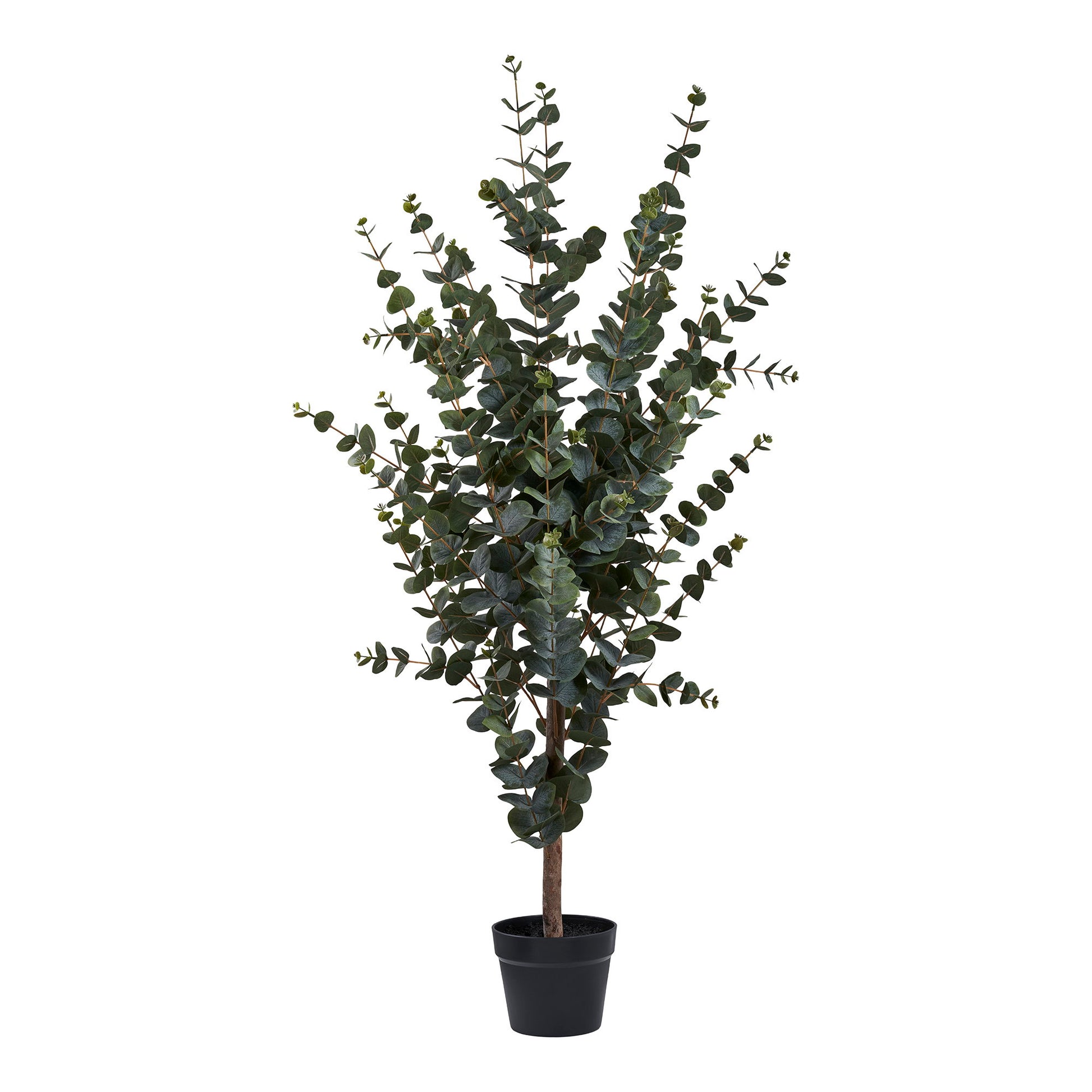 Árbol de eucalipto - Verde