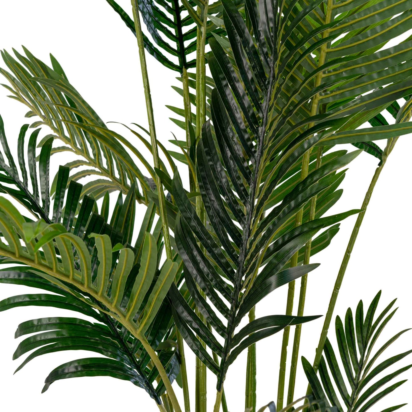 Palma Areca - Verde
