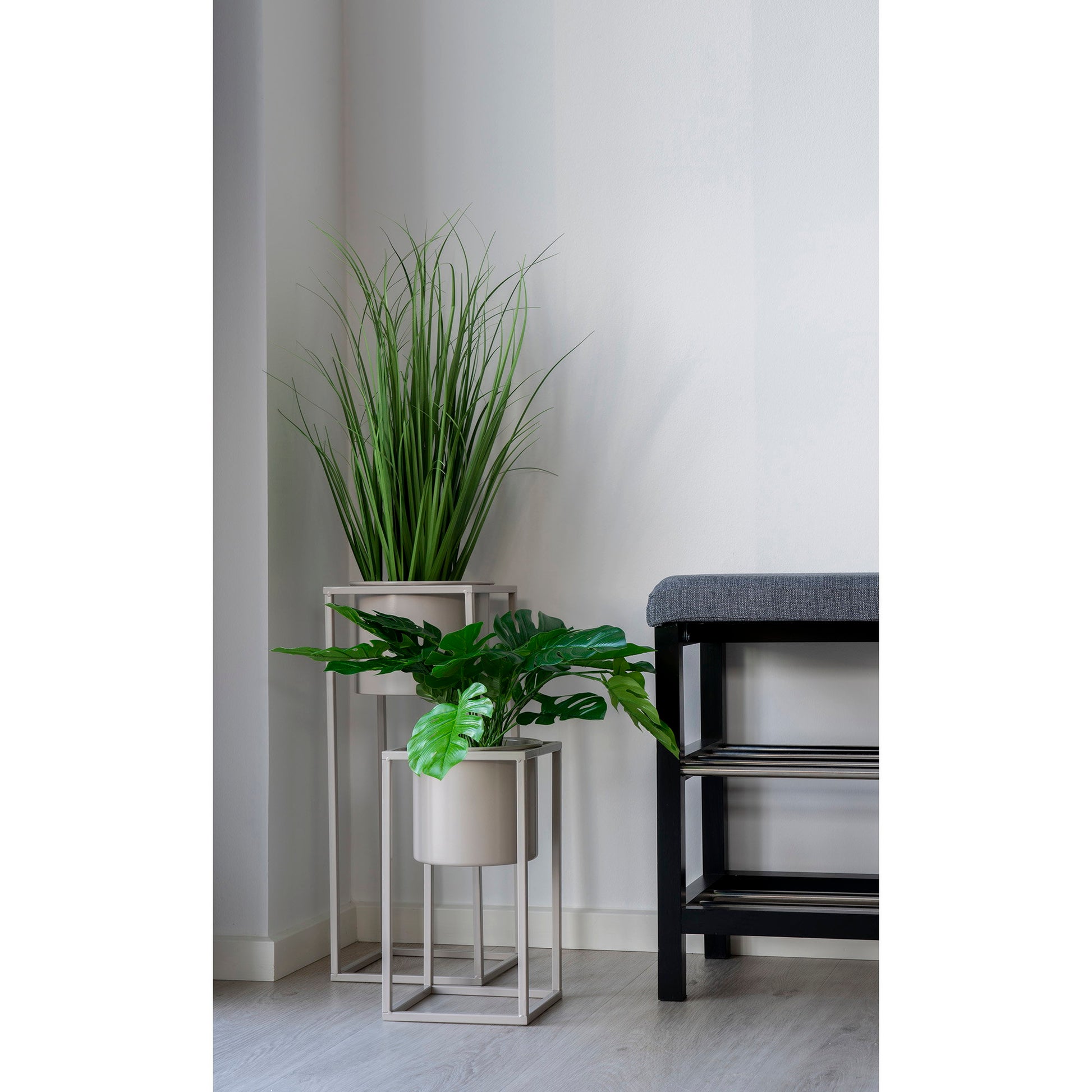Monstera - Verde