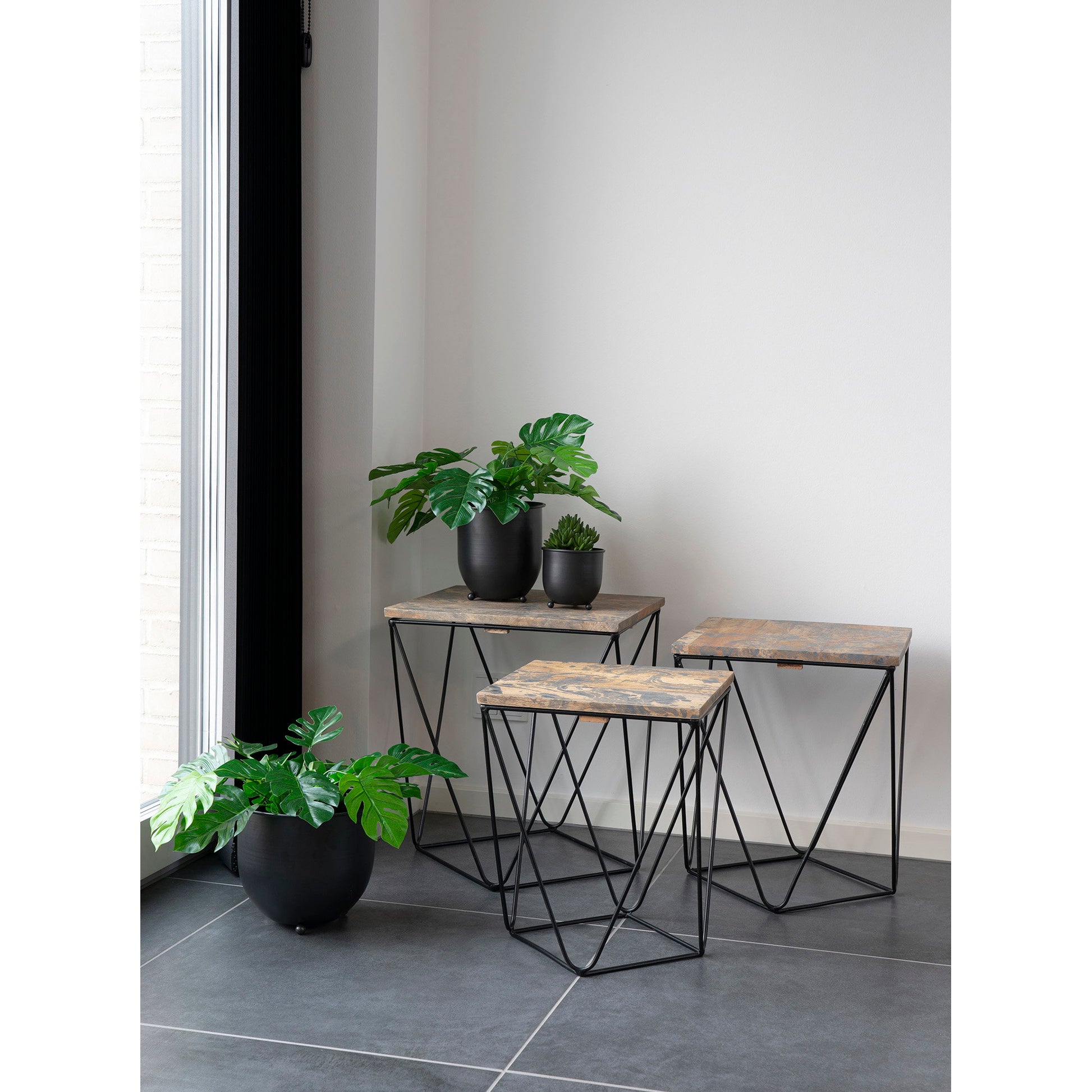 Monstera - Verde
