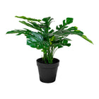 Monstera - Green