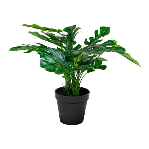 Monstera - Green