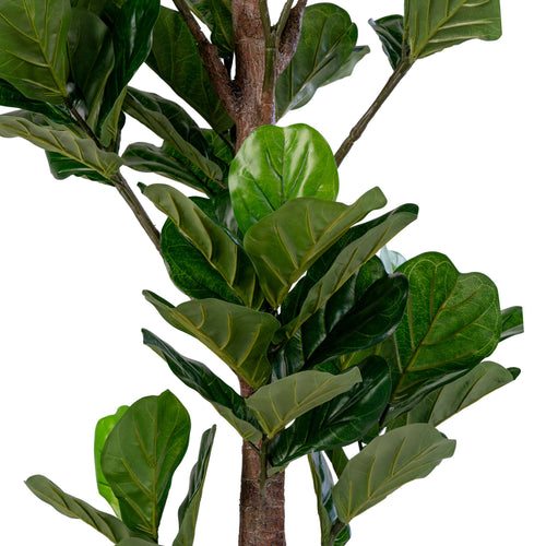 Árbol de hoja de violín - Verde