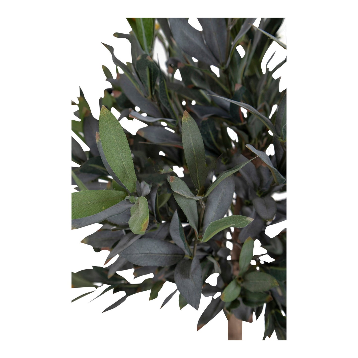 Olivo - Verde