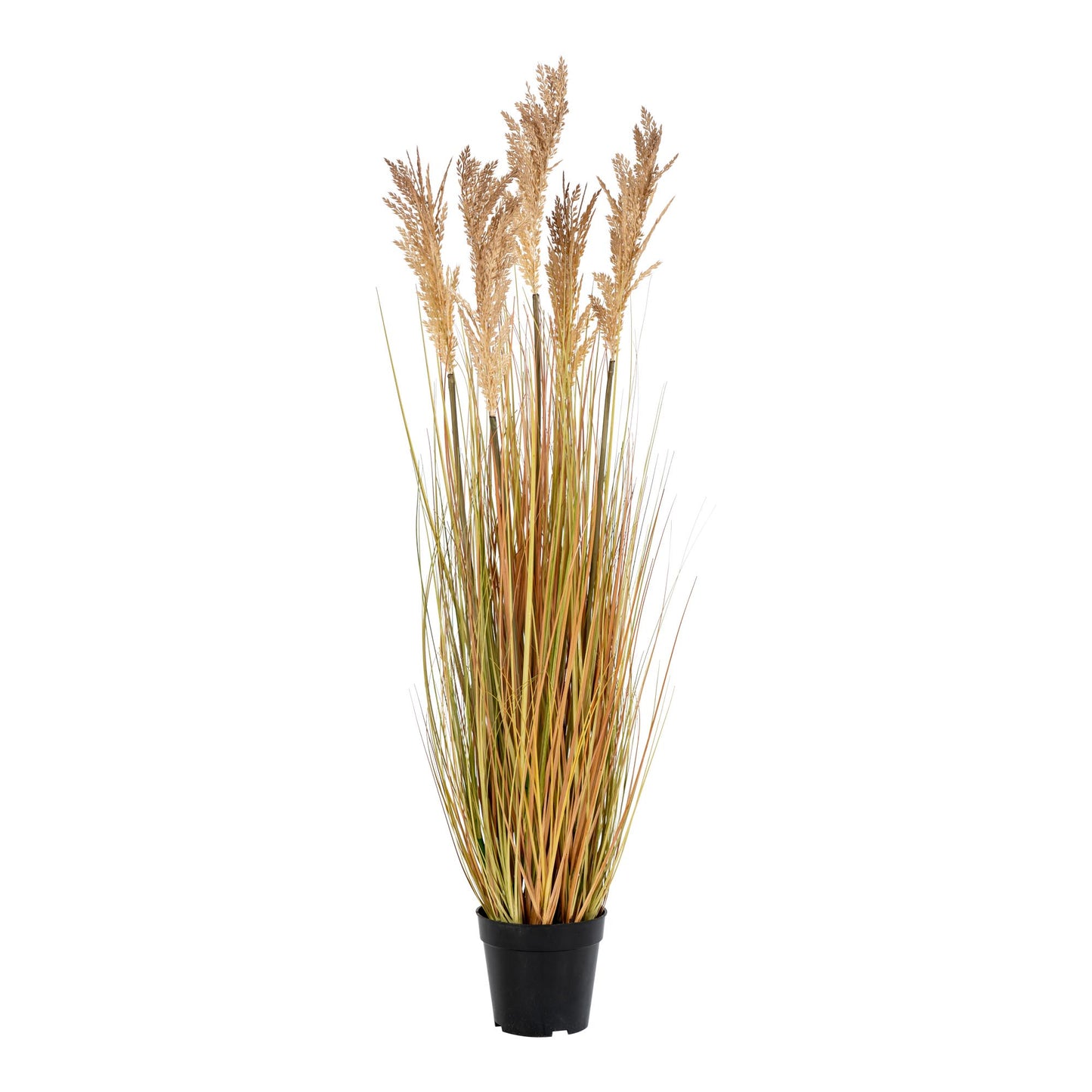 Hierba de sorgo - Natural