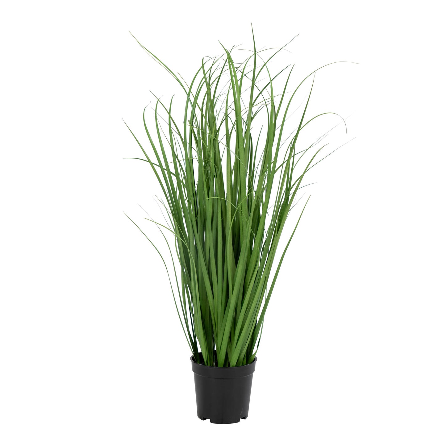 Hierba Poa - Verde