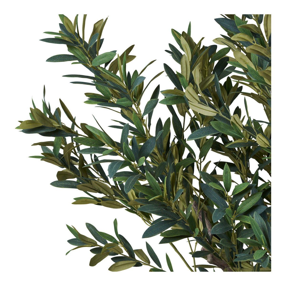 Olivo - Verde