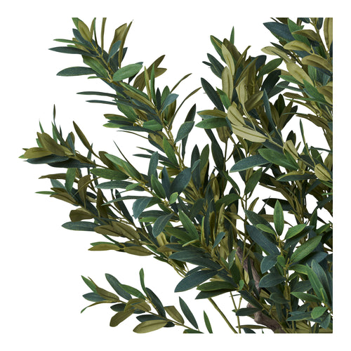 Olivo - Verde