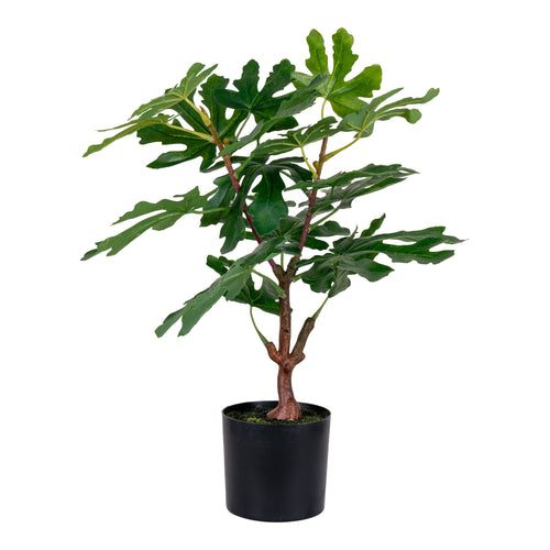 Fig Tree - Green